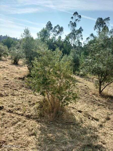 Terreno rustico em Pombal - Grande imagem: 4/4