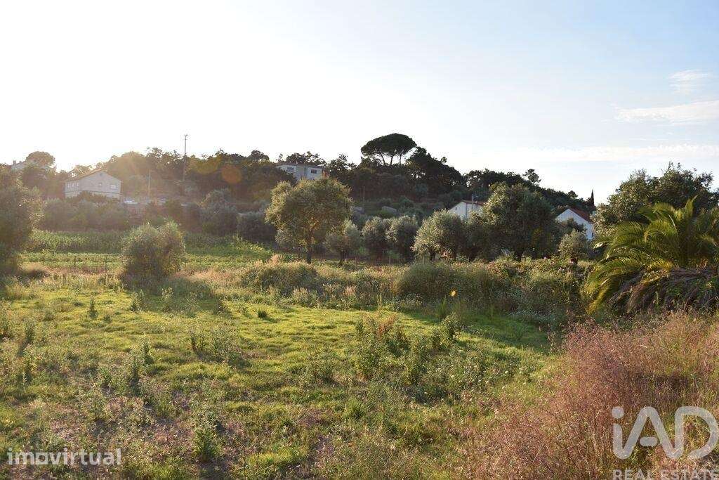 Terreno para construção em Areias e Pias de 640,00 m2 - Grande imagem: 2/14
