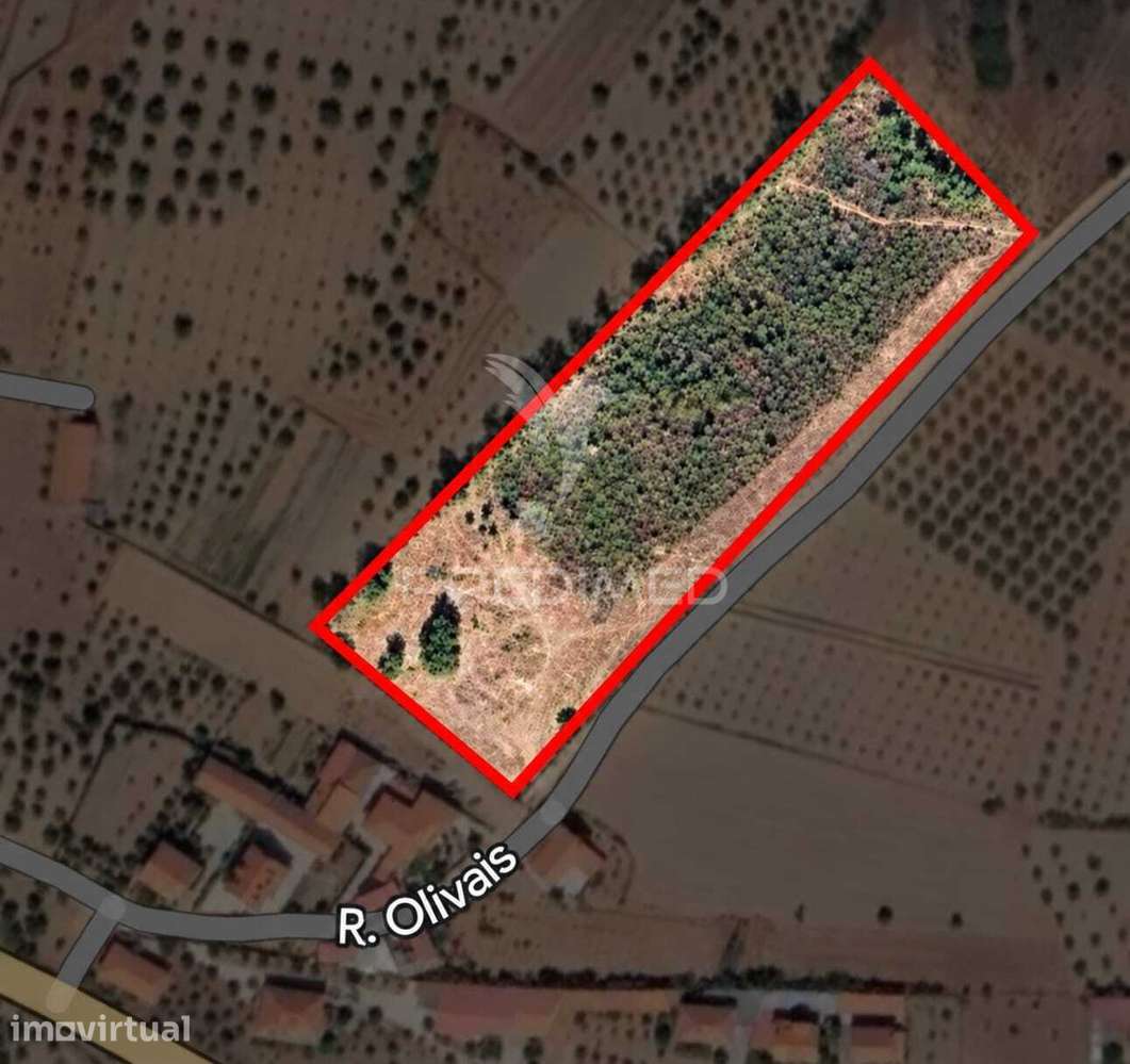 Terreno rústico com 5,82 hectares em Passos, Mirandela - Grande imagem: 2/2