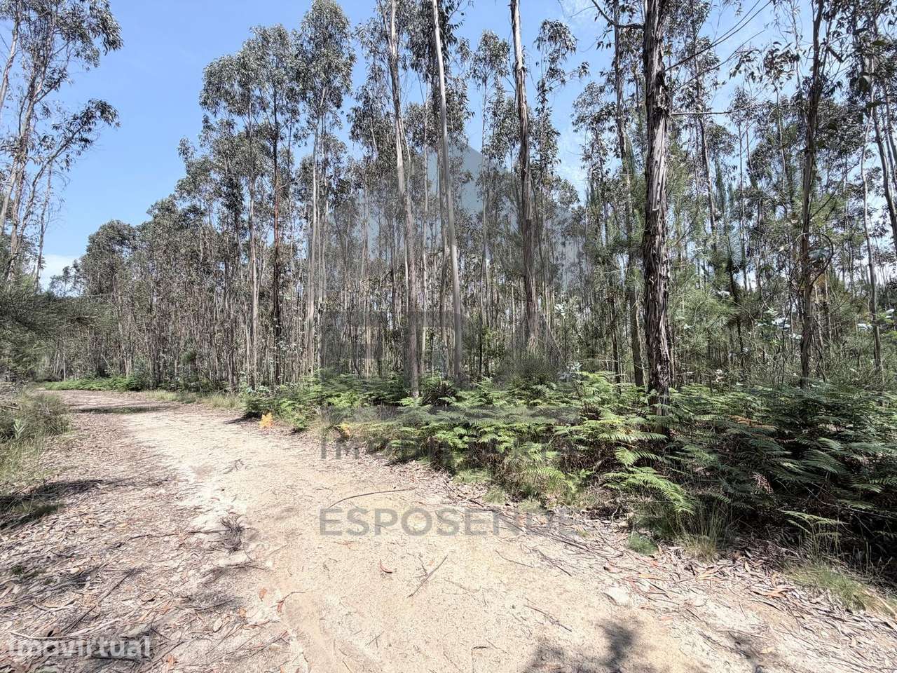 Terreno Pinhal em Vila Cova - Grande imagem: 3/3