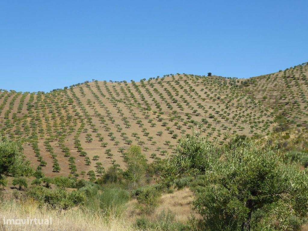 140.000 m2 de Olival. Portugal, Barca DAlva, Figueira C. R. - Grande imagem: 4/9