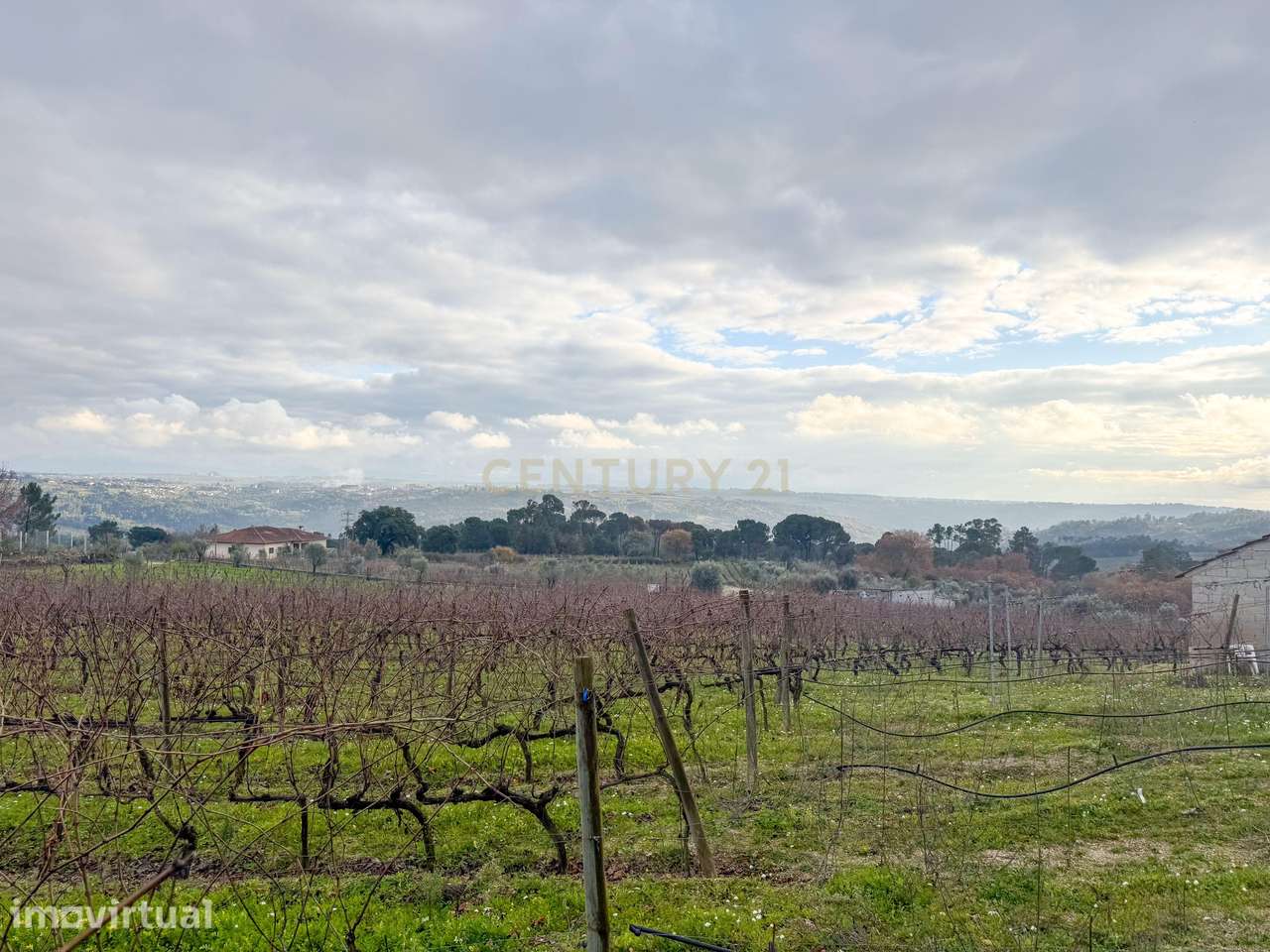 Terreno agrícola em São João de Lourosa, Viseu - Grande imagem: 3/8