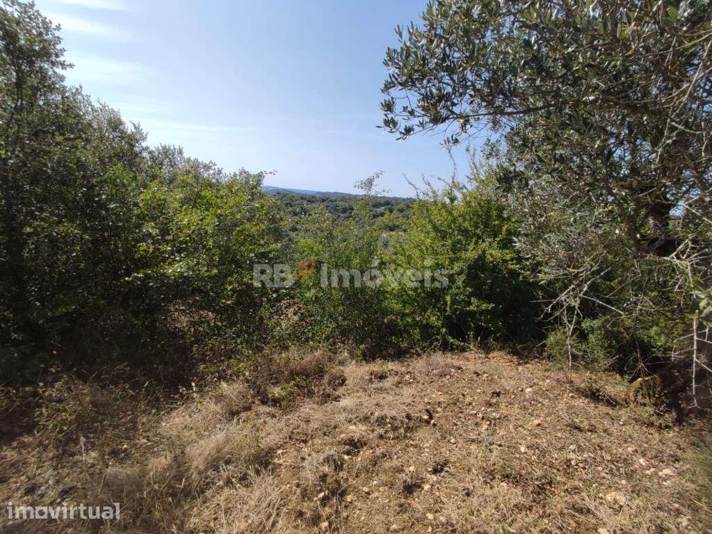 Terreno rústico com 4960m² - Sabrosa, Tomar - Grande imagem: 2/20