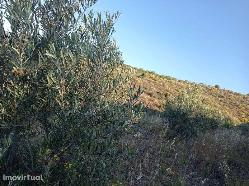 Terreno Rustico em Sequeiros - Torre de Moncorvo - Grande imagem: 5/8