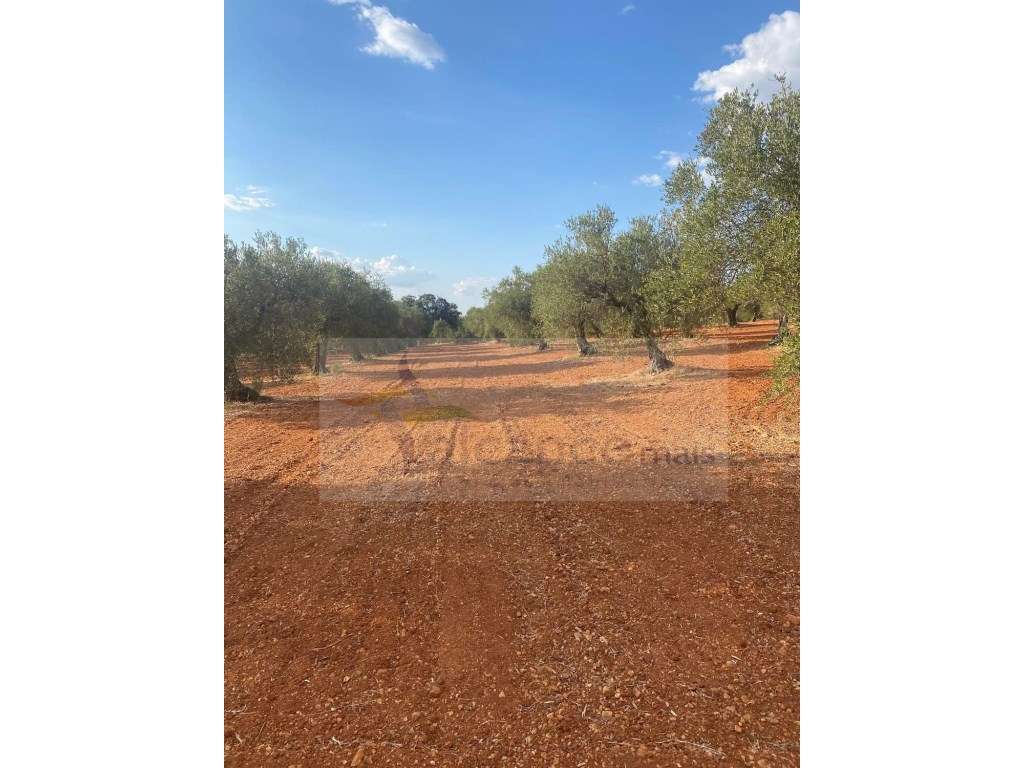 Quintinha Agricola em Vila Nova de São Bento - Grande imagem: 4/24