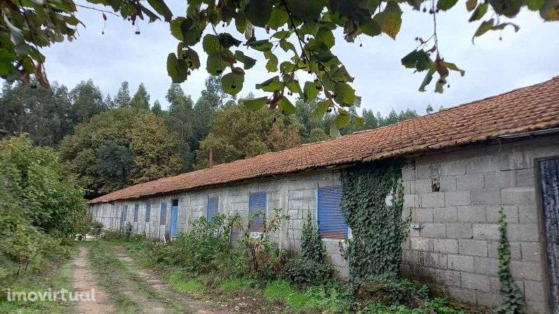 Terreno com 2 aviários - Grande imagem: 5/9