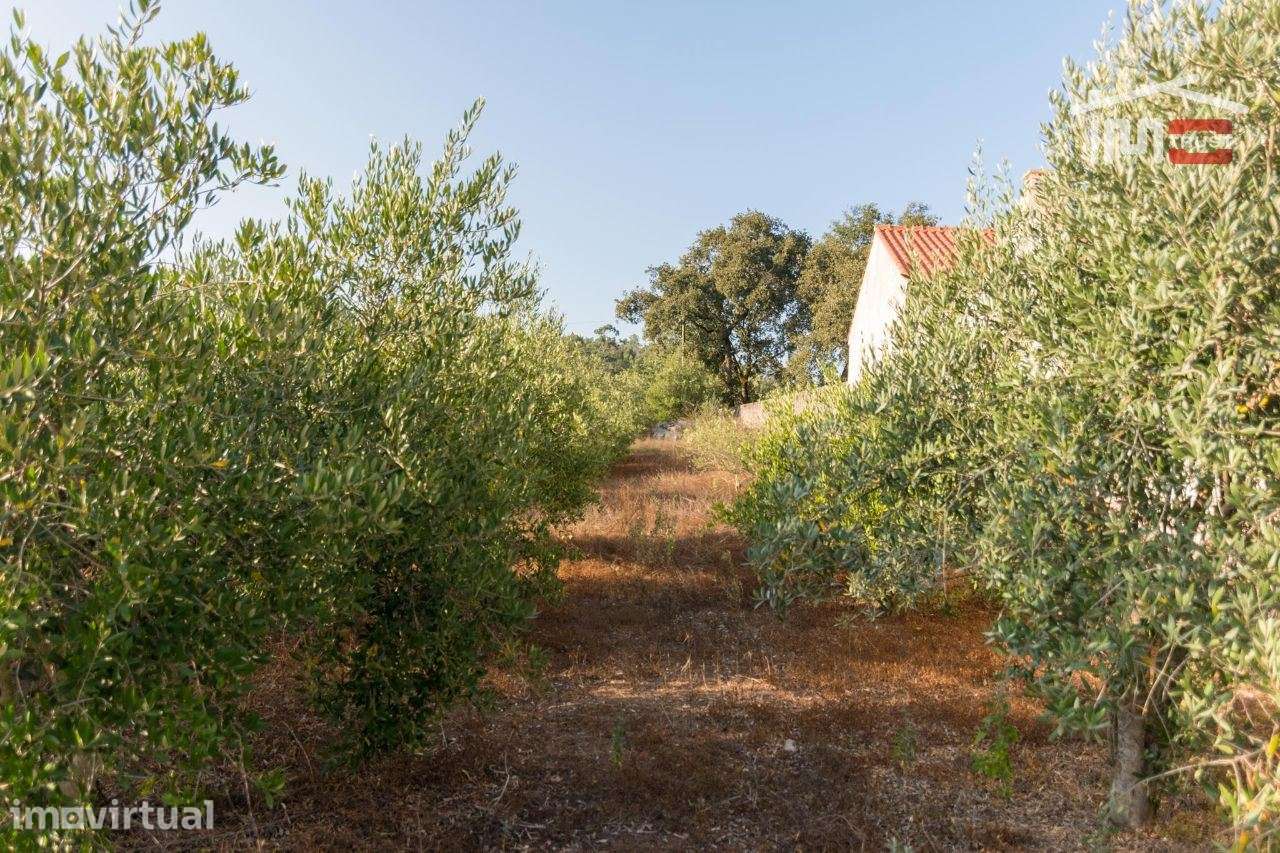 TERRENO RUSTICO COM AREA DE 2140 M2 COM OLIVAL EM BOUCEIROS PORTO D... - Grande imagem: 2/7