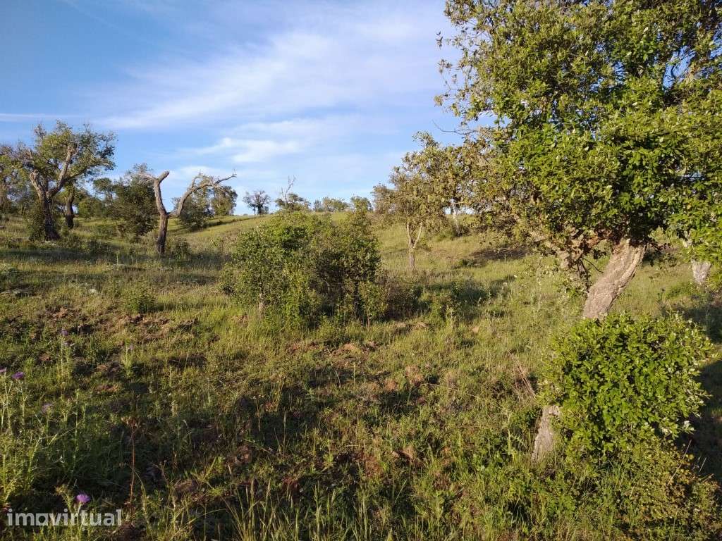 Terreno rural com projeto aprovado em Santiago do Cacém - Grande imagem: 3/5