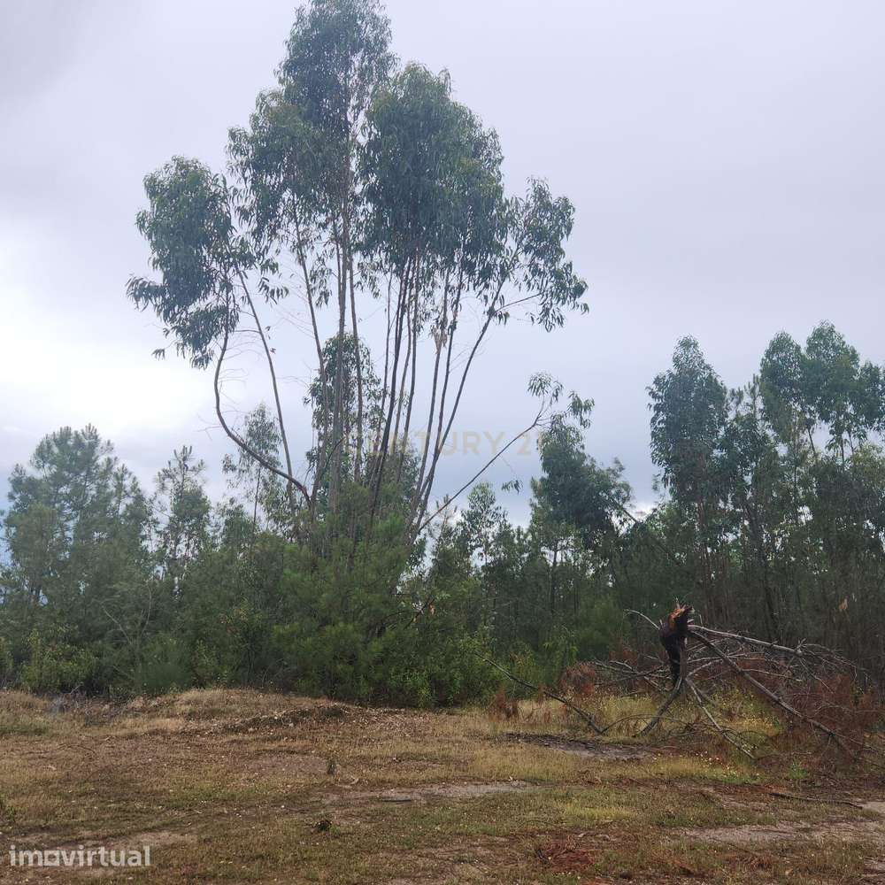 Terreno Florestal 3,4ha - Barroca da Ferranha, Perais, Vila Velha de R - Grande imagem: 2/14