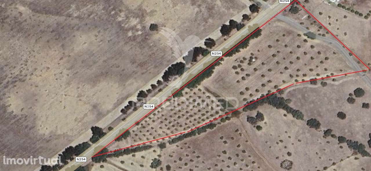 Terreno com casa e Olival - Grande imagem: 2/25