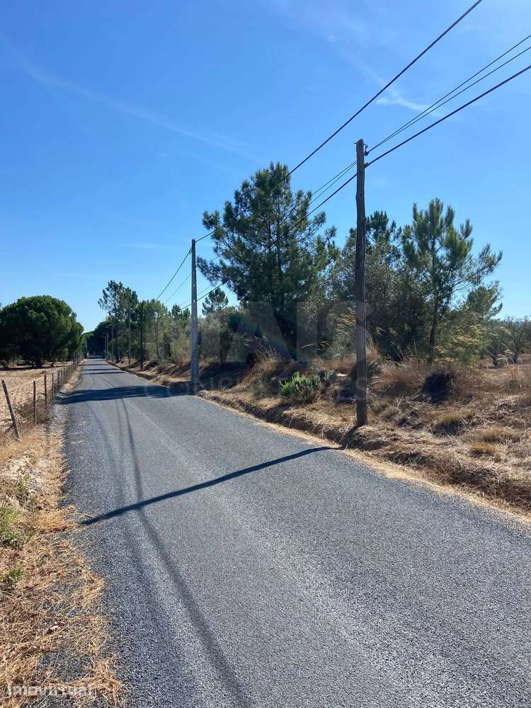 Olival com excelente localização em Grândola - Grande imagem: 2/5