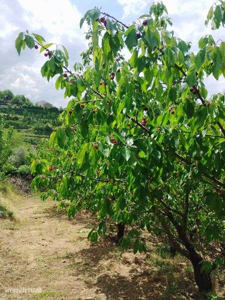 Vendo Pomar-terreno 5.800 m2 - Grande imagem: 4/7