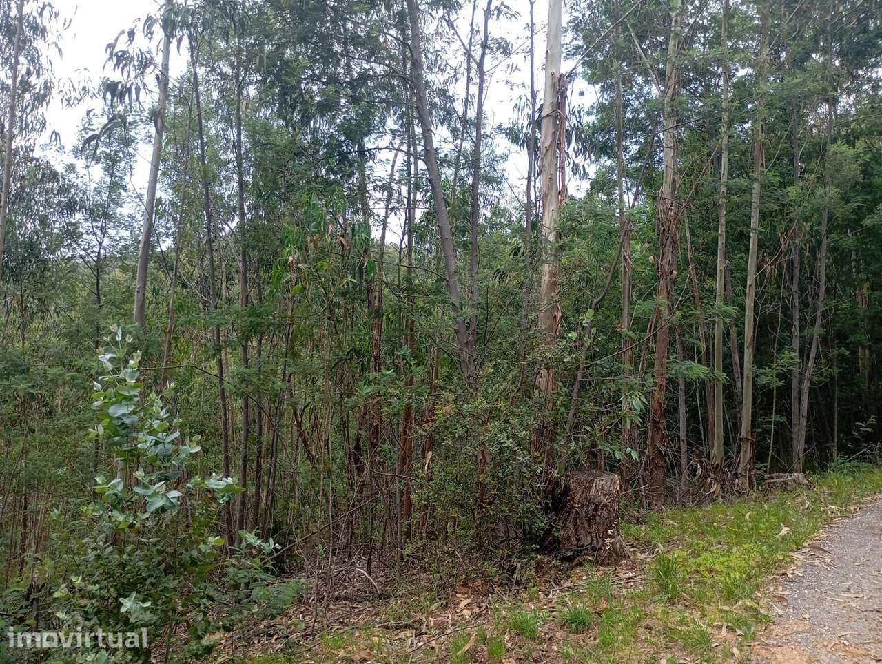 Terreno Rústico com 602 m2 em Ceira – Coimbra - Grande imagem: 2/6
