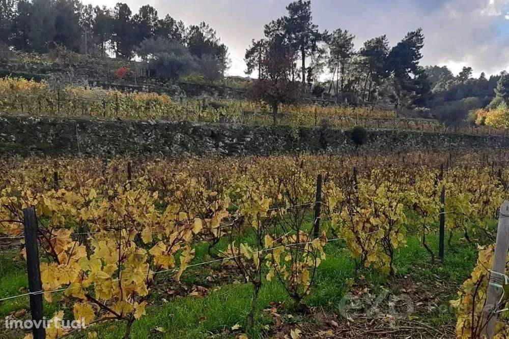 Terreno para Venda em Pegarinhos, Portugal: 4800 m² - Grande imagem: 4/10