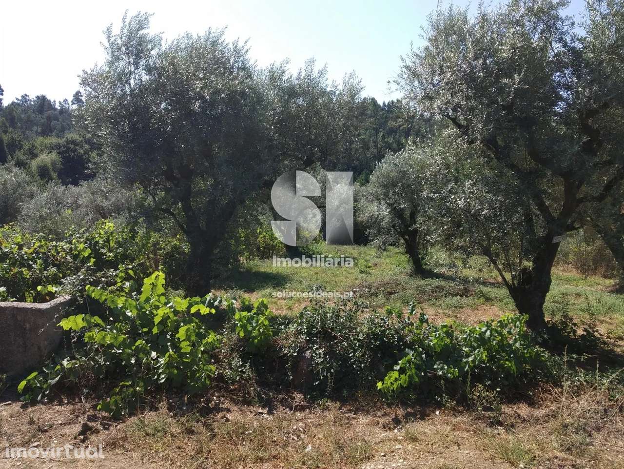 Terreno em Vila nova de poiares - Grande imagem: 3/5