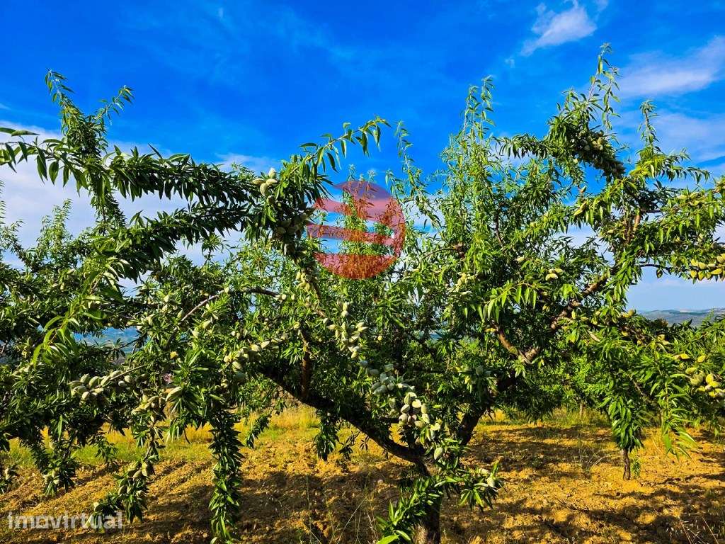 QUINTA NO DOURO SUPERIOR - Grande imagem: 5/12