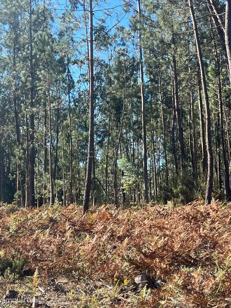 Terreno rústico 1.300m2 em São Mamede, Batalha - Grande imagem: 4/8