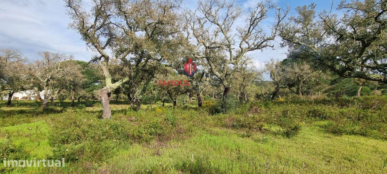 Terreno Exclusivo em Mata Duque – 23.000m² de Natureza e... - Grande imagem: 3/14
