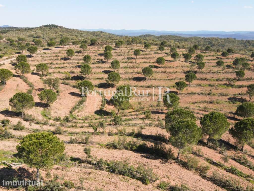 Herdade com 800 ha, 3 Barragens, Monte, Cortiça e RPB de 200m€ Ano - Grande imagem: 3/60
