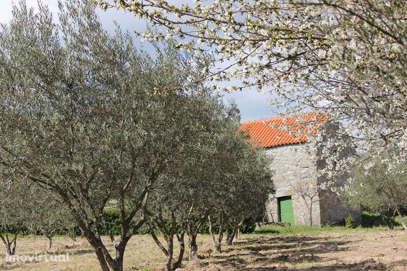 Terreno 53.265 m² com casa de granito, Olival DOP/DOC - Grande imagem: 3/10