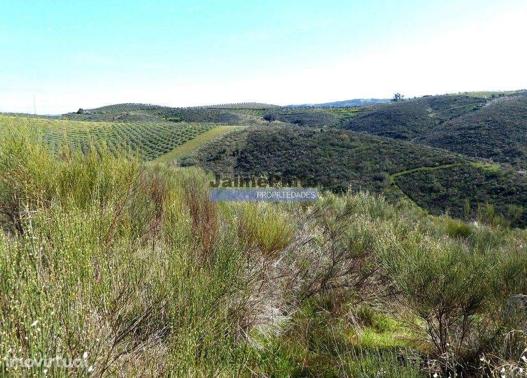50.000m2 terra agrícola p/ Olival, Amendoal ou outras produções. Po... - Grande imagem: 4/9