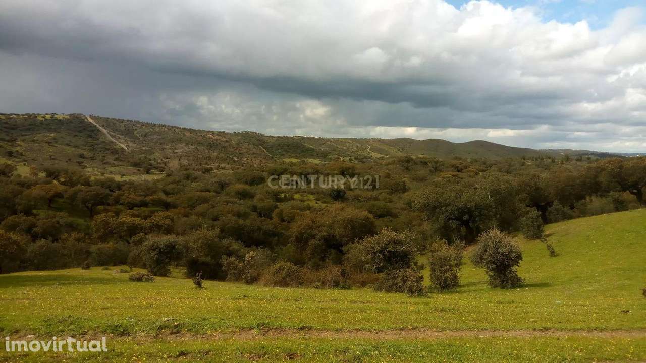 5 hectares  de terreno rústico com 2 cadernetas junto à aldeia dos Mar - Grande imagem: 5/18