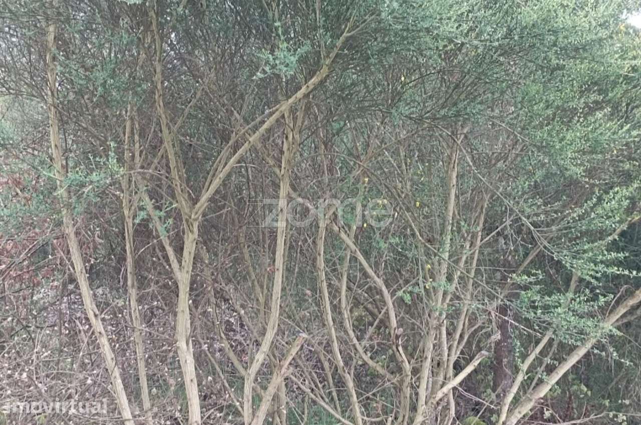Terreno Urbano a 5 kms da cidade de Chaves - Grande imagem: 2/4