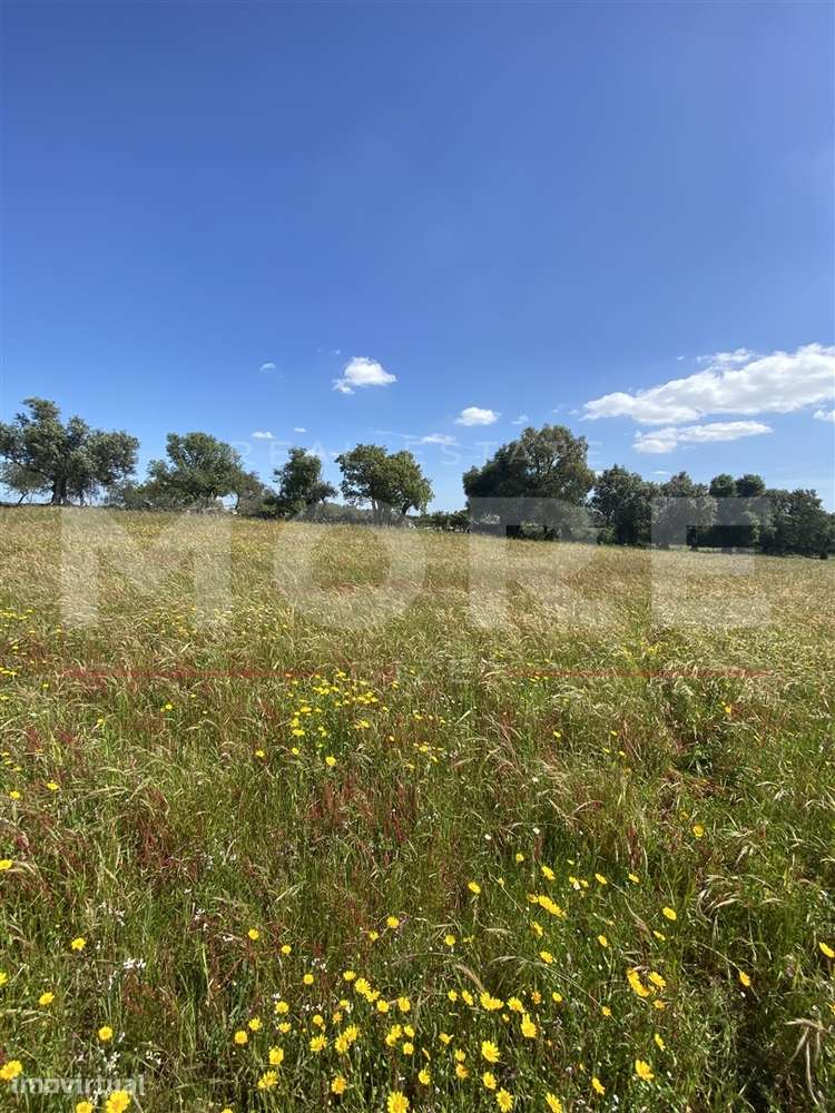 Terreno Rústico com 18.750 m² – Alcáçovas, Viana do Alentejo - Grande imagem: 4/9