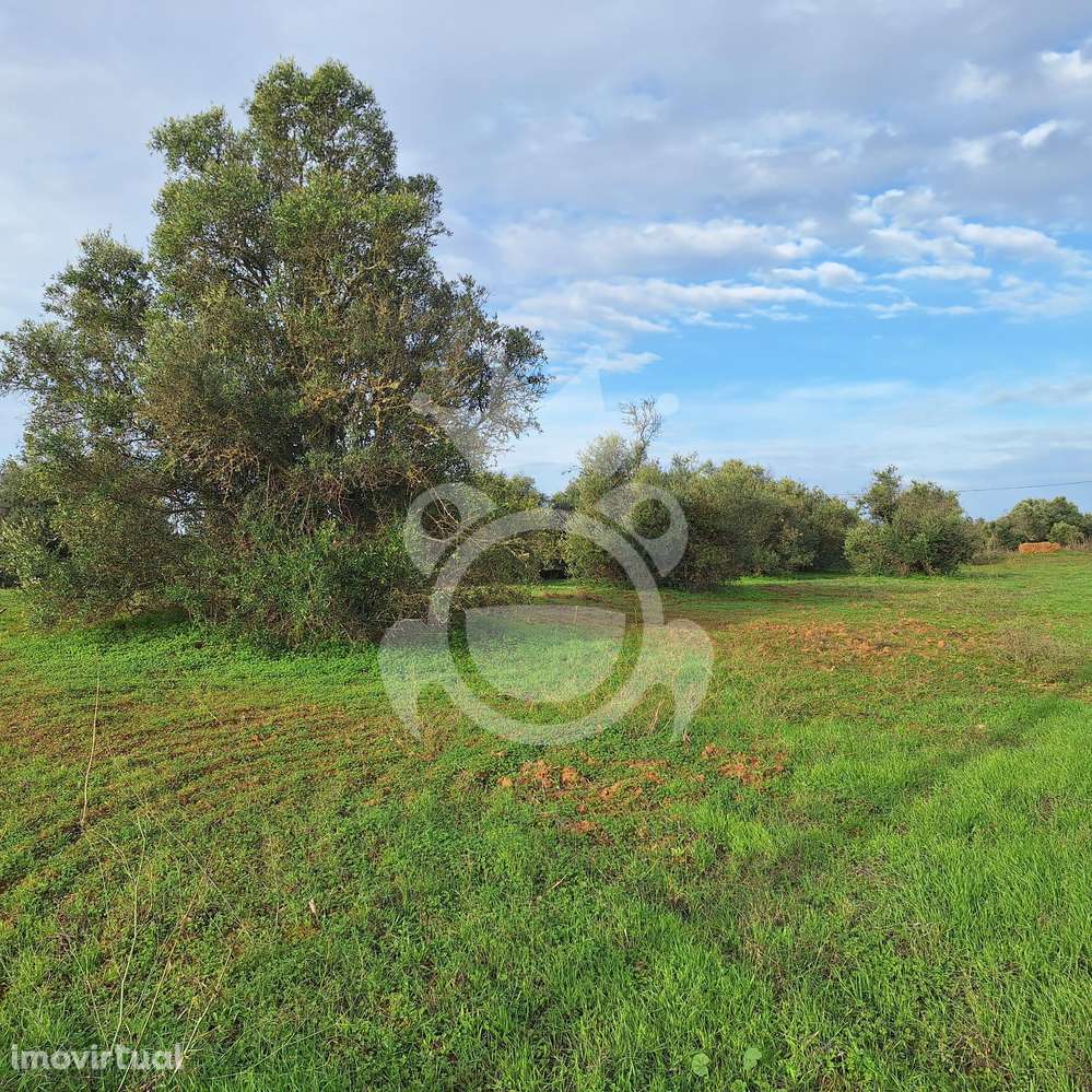 Olival para venda em Portel - NOVO PREÇO!! - Grande imagem: 2/11