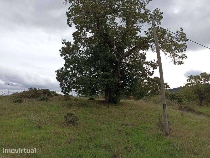 Terrenos com castanheiros e oliveiras - Grande imagem: 4/7