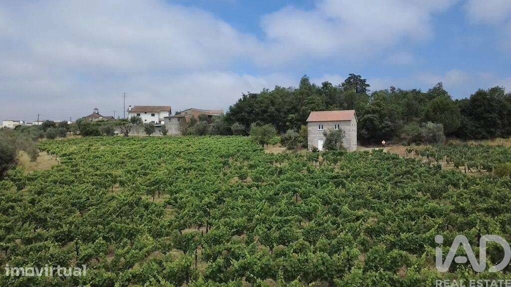 Quinta agricola em Carvalhal Redondo e Aguieira de 52600 m2 - Grande imagem: 5/31