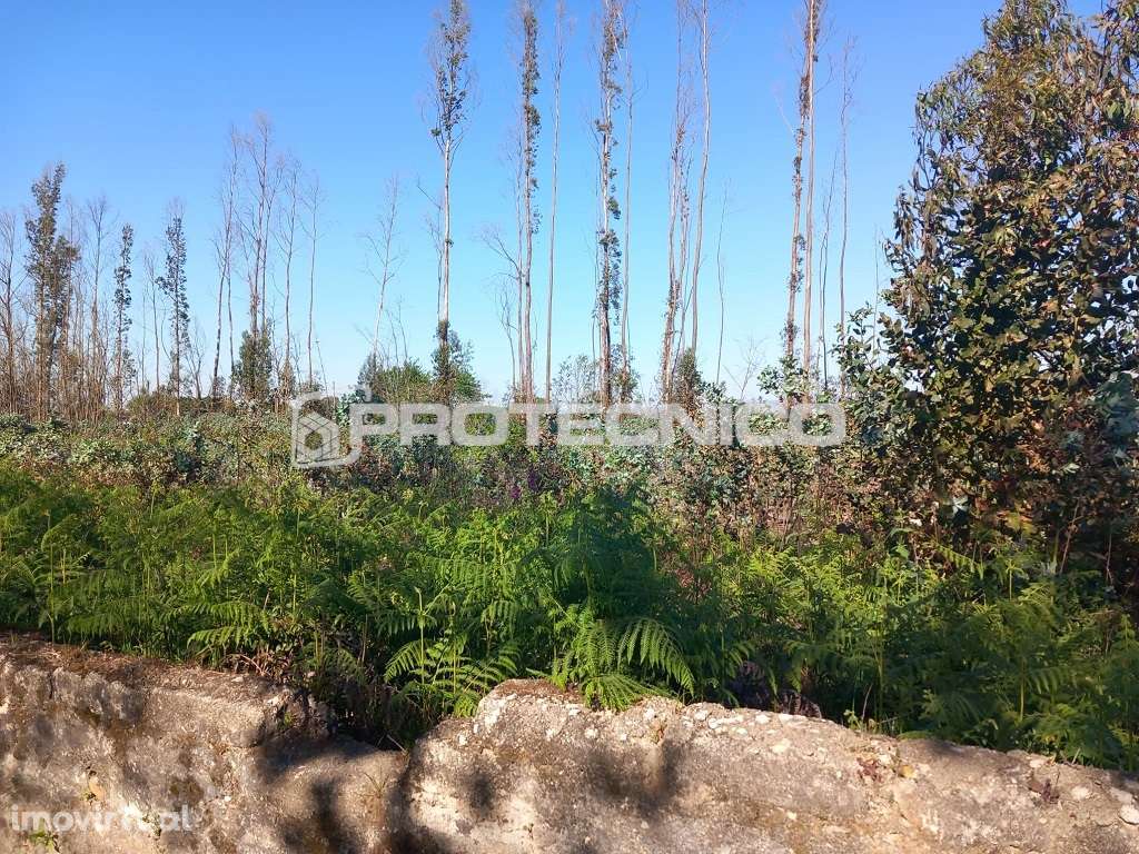 Terreno com 2.800 m² – Quinta do Loureiro, Cacia - Grande imagem: 3/3