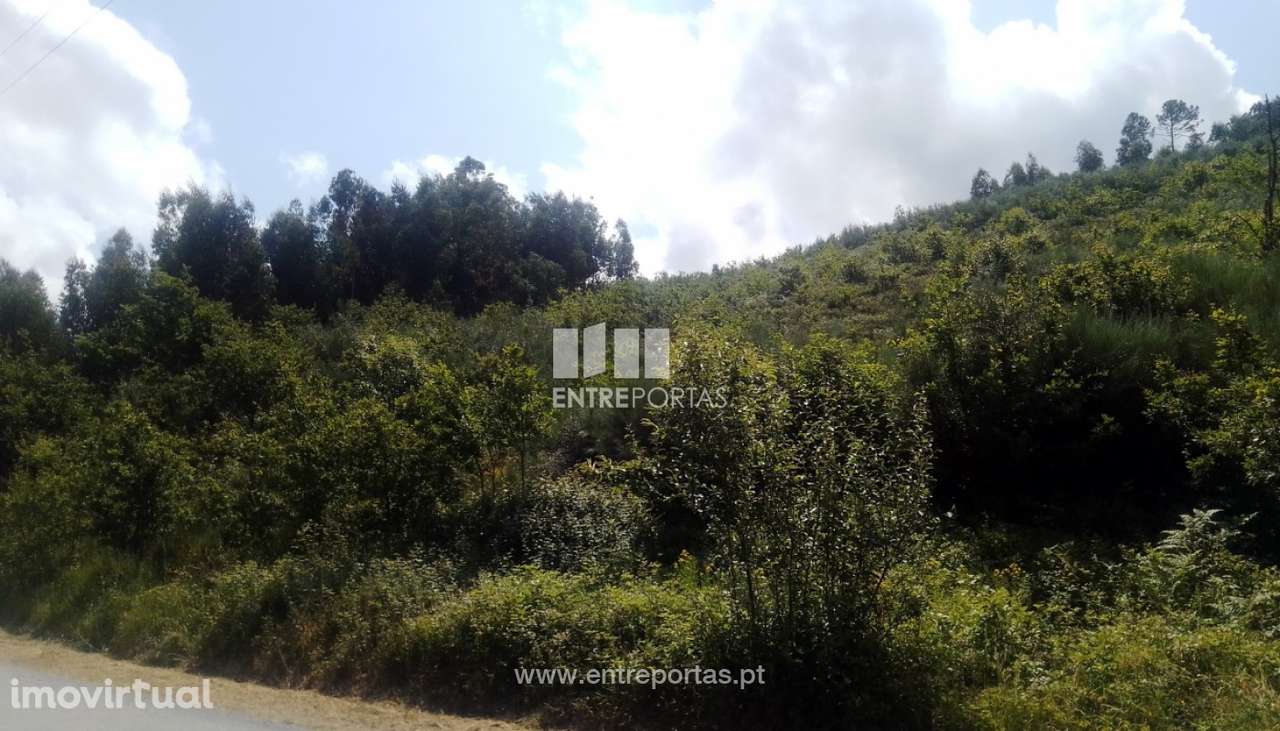 Venda Terreno, Tarouquela, Cinfães - Grande imagem: 5/45