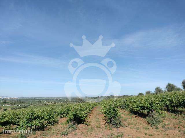 Vinha 5,6 ha com 2 apoios agrícolas e poço - Grande imagem: 2/15