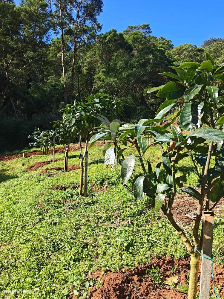 Terreno com 21 500,00 m2 à Venda Em Caniçal - Grande imagem: 2/37