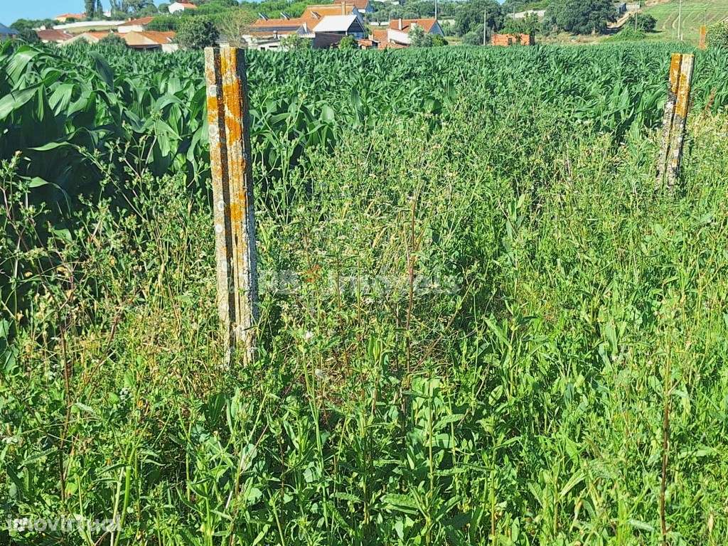 Terreno Rústico - São Pedro de Tomar - Grande imagem: 4/7