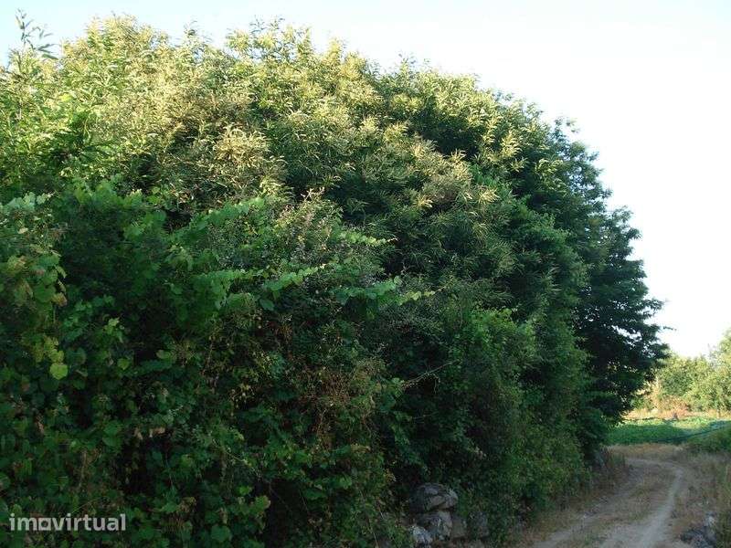 Terreno Rústico em Pegarinhos com Castanheiros – 3.000 m² - Grande imagem: 2/4