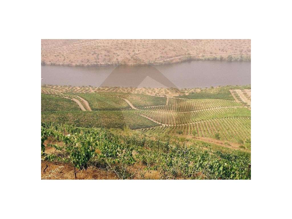 QUINTA COM VINHA - FIGUEIRA DE CASTELO RODRIGO - Grande imagem: 2/19