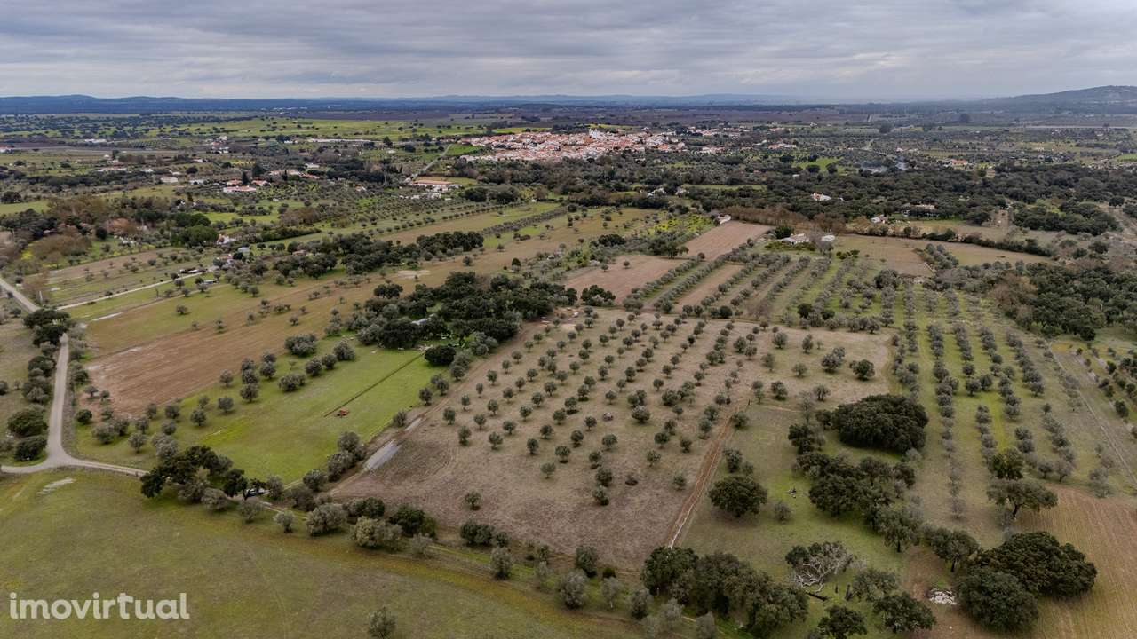 TERRENO RÚSTICO | VENDA | VILA NOVA DA BARONIA | ALVITO - Grande imagem: 3/7