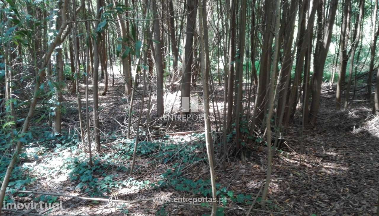 Terreno para venda, Cristelo, Caminha - Grande imagem: 3/5