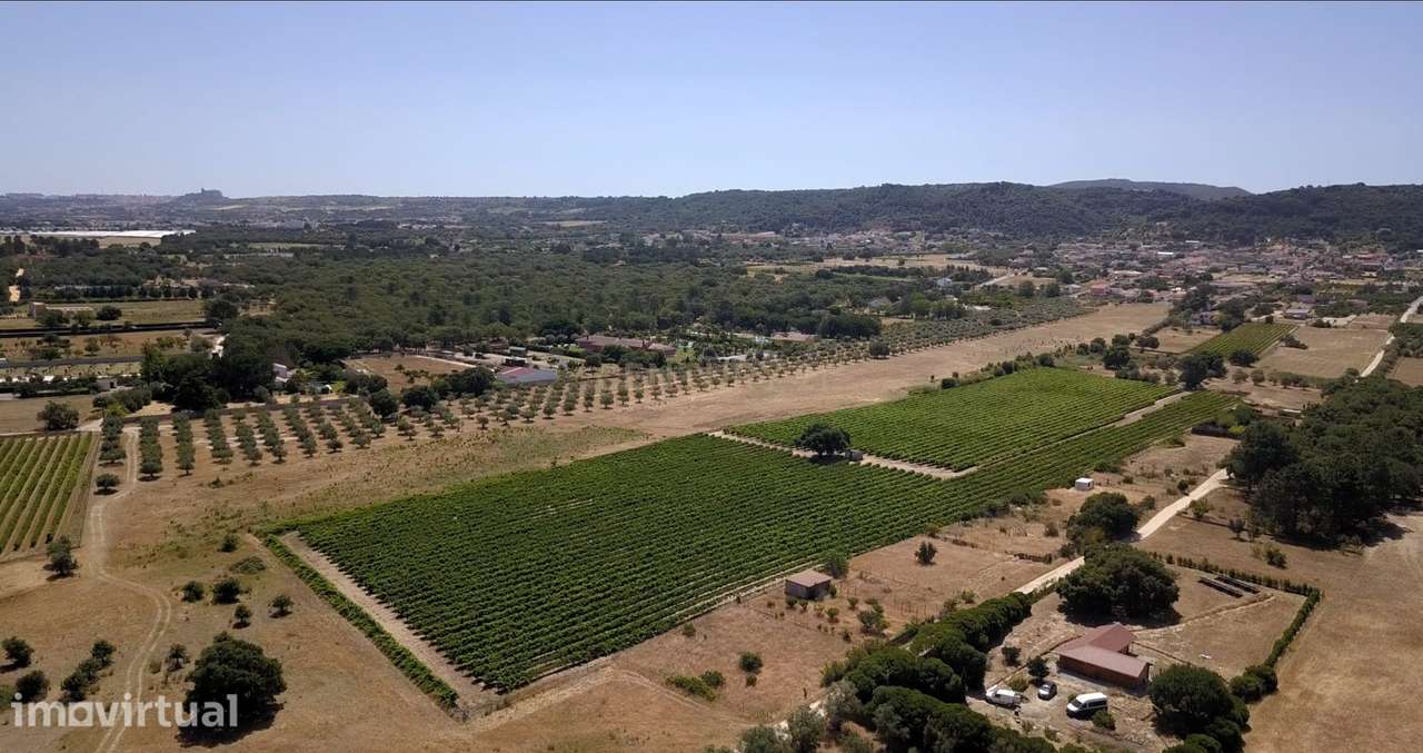 Vinha com 4 hectares, em Palmela, Setúbal - Grande imagem: 2/7