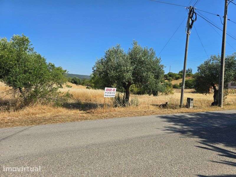 Vende-se Terreno 16 000 m2 - Mata - Torres Novas - Grande imagem: 3/7