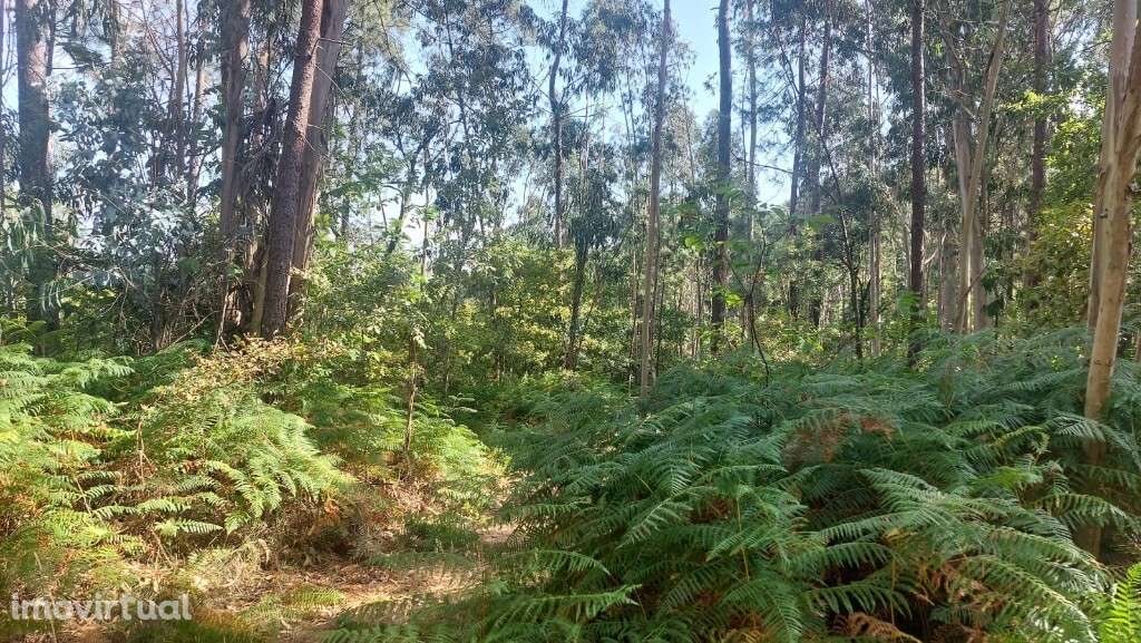 Bouça - Paredes Secas - Grande imagem: 4/5