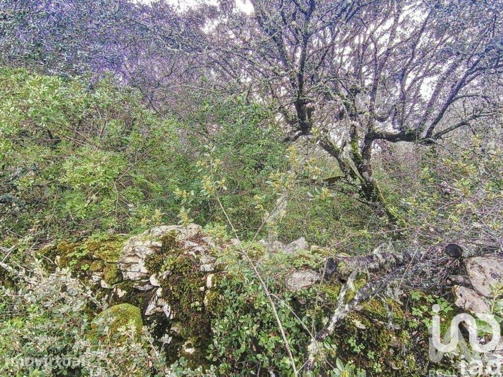 Terreno Agrícola em Chãos - Grande imagem: 3/16