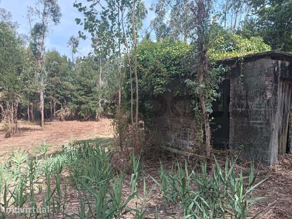 Quinta com ribeiro para venda em Vagos - Grande imagem: 5/26