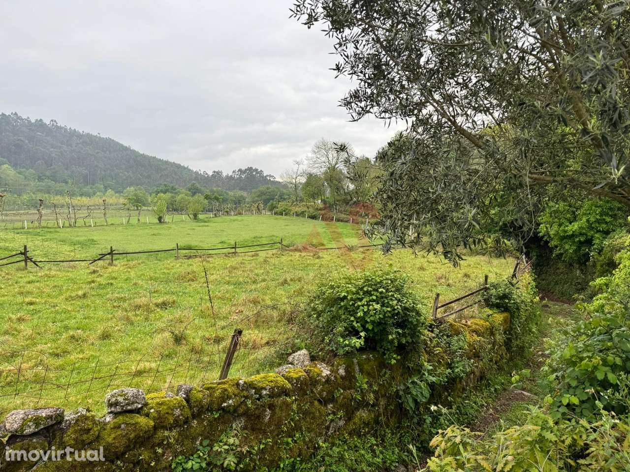 Terreno Rústico em Vieira do Minho – Natureza e Agricultura! - Grande imagem: 4/10