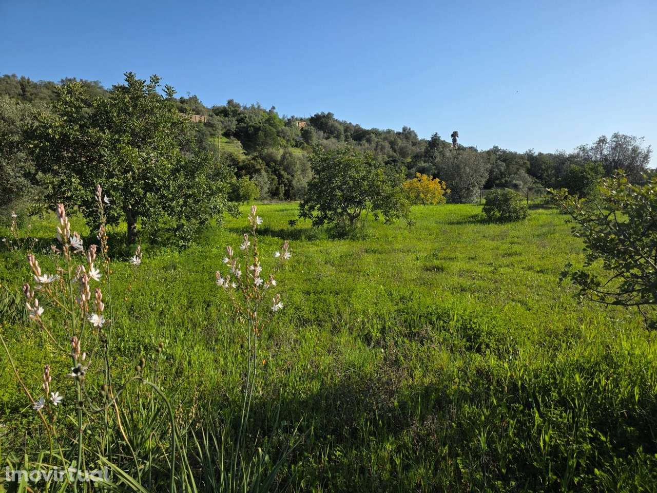 Terreno Rústico em "Vale das Fontes" - Porches - Algarve - Grande imagem: 3/34