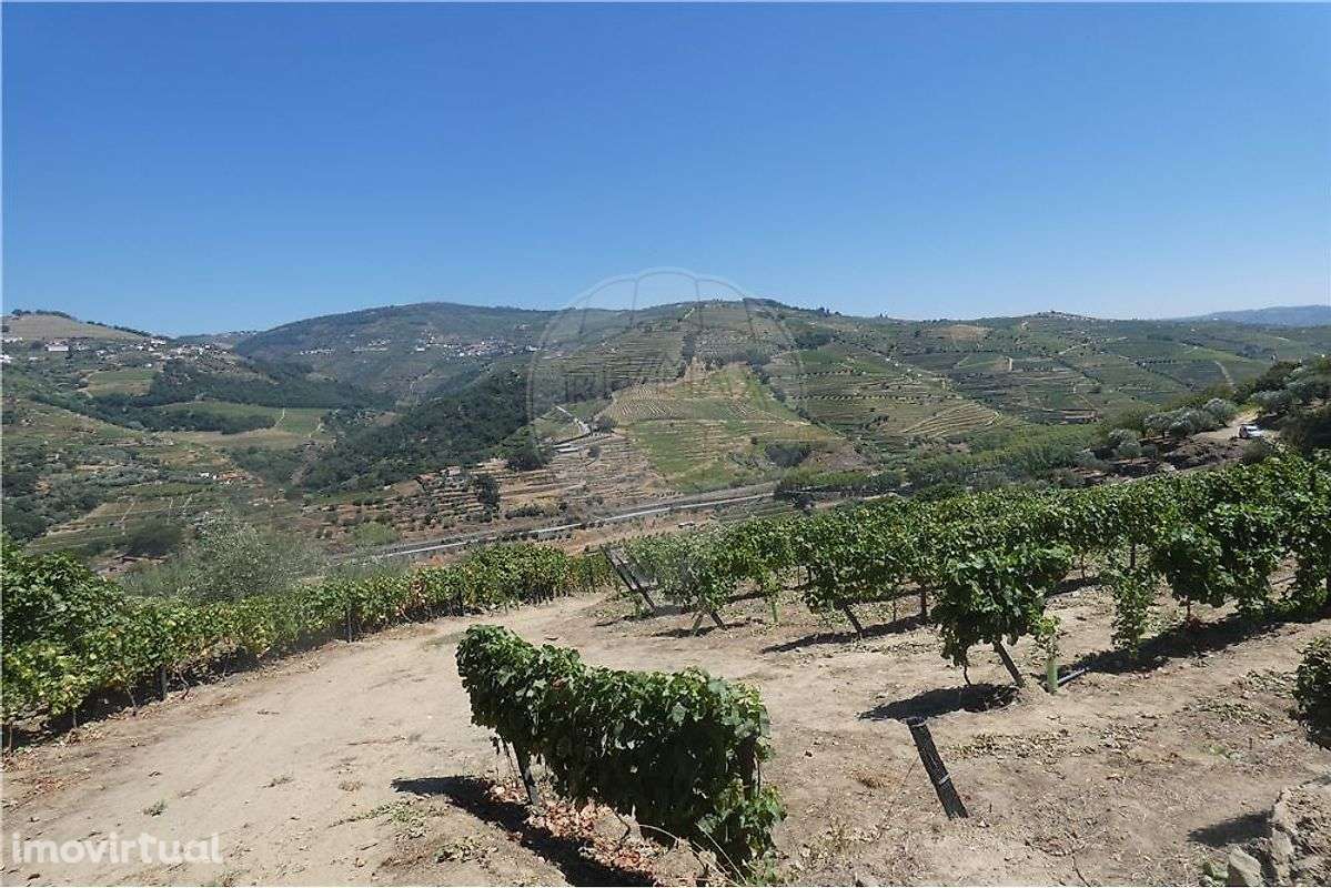 Terreno com vistas Douro - Grande imagem: 4/9