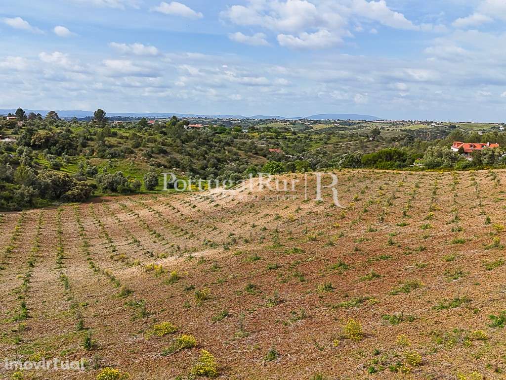 Quinta com 4,6 Hectares no Ribatejo - Grande imagem: 5/18