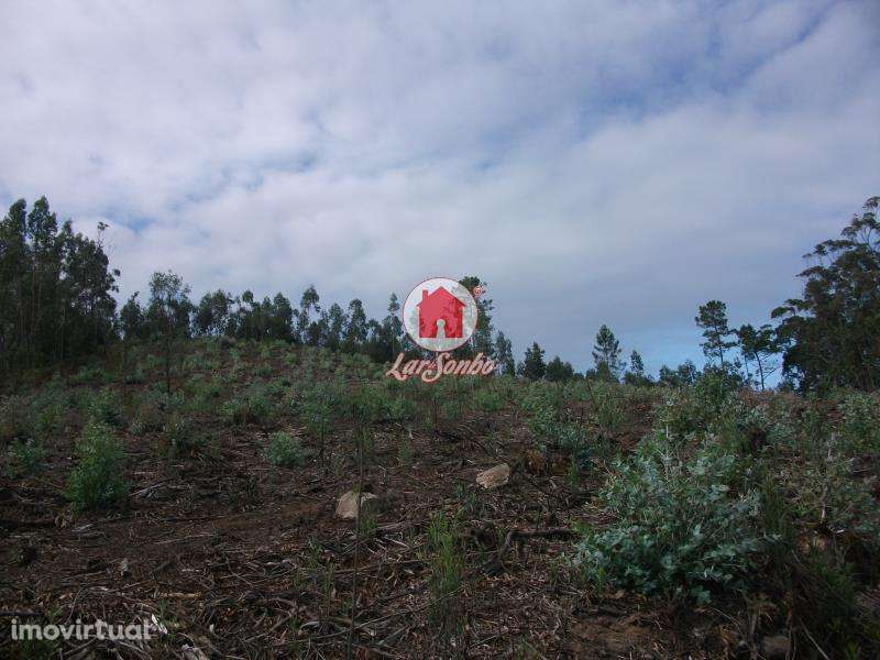 Terreno Florestal de 9.900m2 em Canidelo Vila do Conde - Grande imagem: 2/5